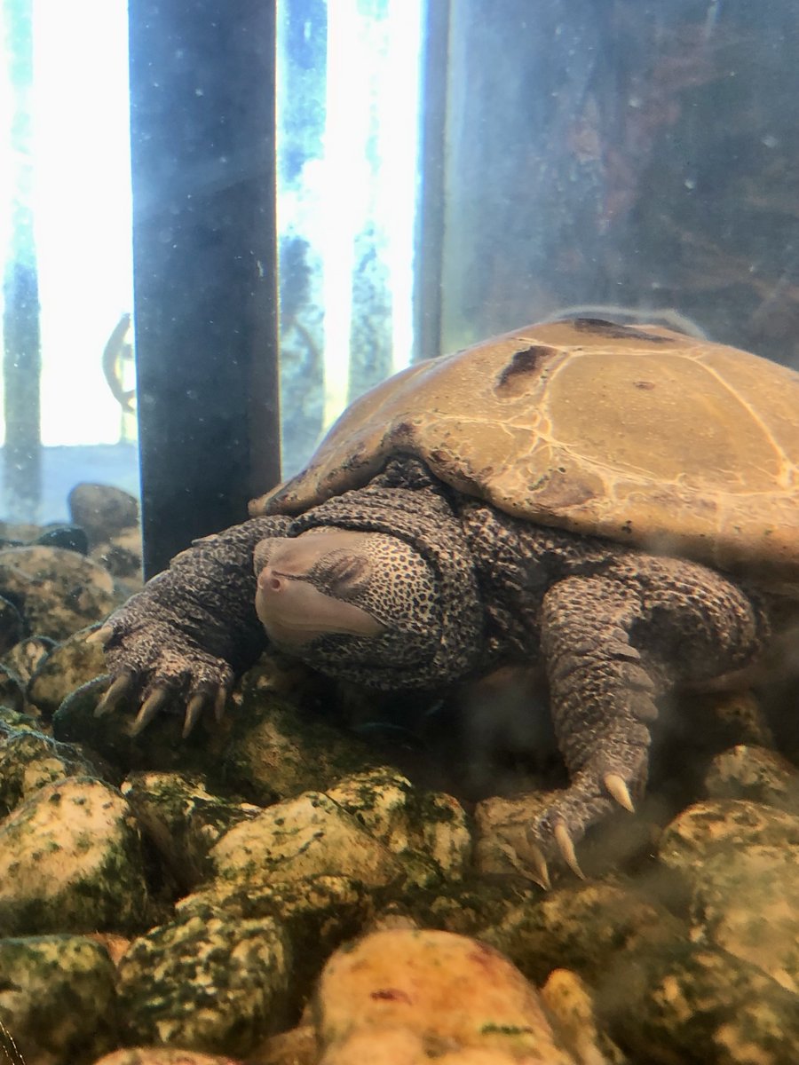 Caught ya napping! 🐢😴💤 
.
.
#tybeeislandmarinesciencecenter #tybeeisland #visittybee #turtle