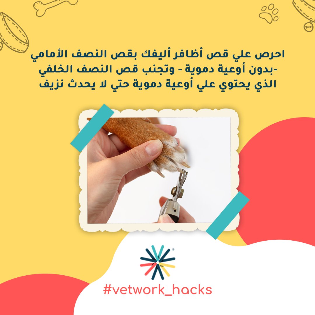 Vetwork_App's tweet photo. احرص علي قص أظافر أليفك بقص النصف الأمامي -بدون أوعية دموية - وتجنب قص النصف الخلفي الذي يحتوي علي أوعية دموية حتي لا يحدث نزيف https://t.co/vUskq4NJSi