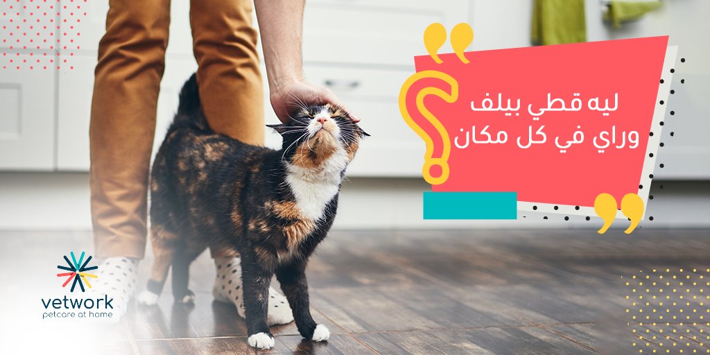 Vetwork_App's tweet photo. #قطاوي كتير تحب تبين حبها ليك بشكل جسدي  ويحبون يحتكوا بنا أو يقعدوا في أحضاننا ويمشوا ورانا في كل مكان.

إذا كانت #قطتك واحدة من هذه القطط،  تقدر تخمن ليه بيتابعوك في كل مكان؟ 😸💬 

#Vetwork https://t.co/KgKQRsL4iK