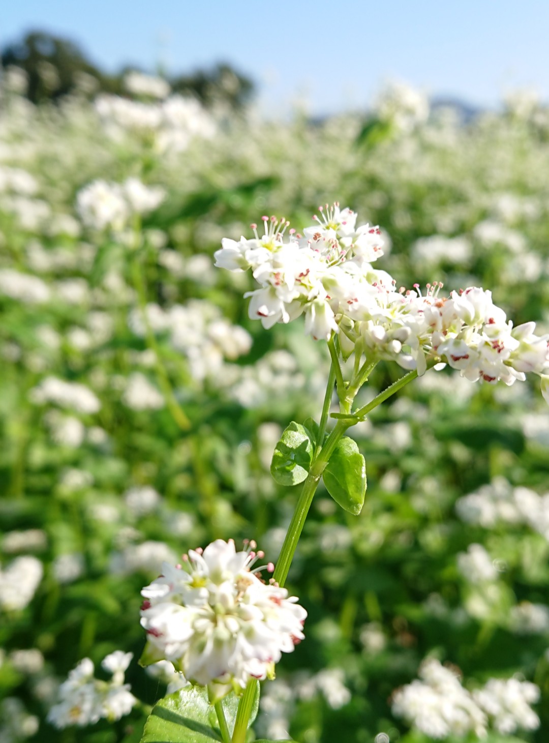 Jion W この時期蕎麦の花が満開 早く実をつけてな 初蕎麦食べたいな そばの花 T Co Kw3yvl4tuo Twitter