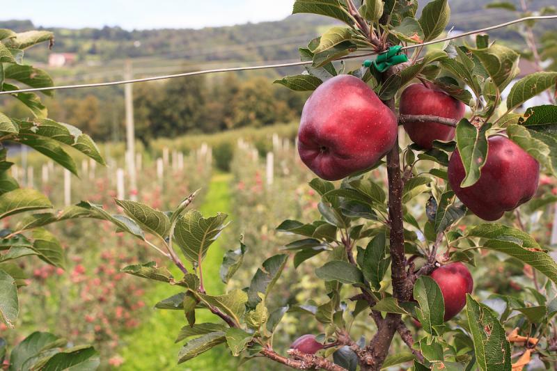 As summer turns into fall, Italy’s harvest season begins. We share the best place to go apple picking! 
italymagazine.com/featured-story… by <a href="/silvia_writer/">Silvia Donati</a> #Italy