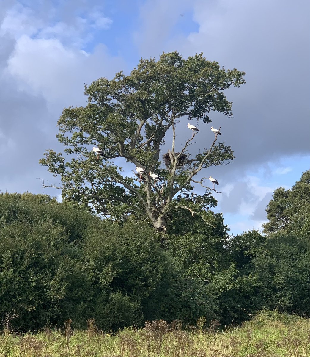 rachelevatt's tweet photo. Wonderful to be at Knepp for the Rewilding Britain board meeting in my capacity as trustee and to see visible signs of nature’s recover all around, including the nesting storks. What a privilege @RewildingB @KneppSafaris @sunartfields #knepp #rewilding https://t.co/PCoyL4K1iL
