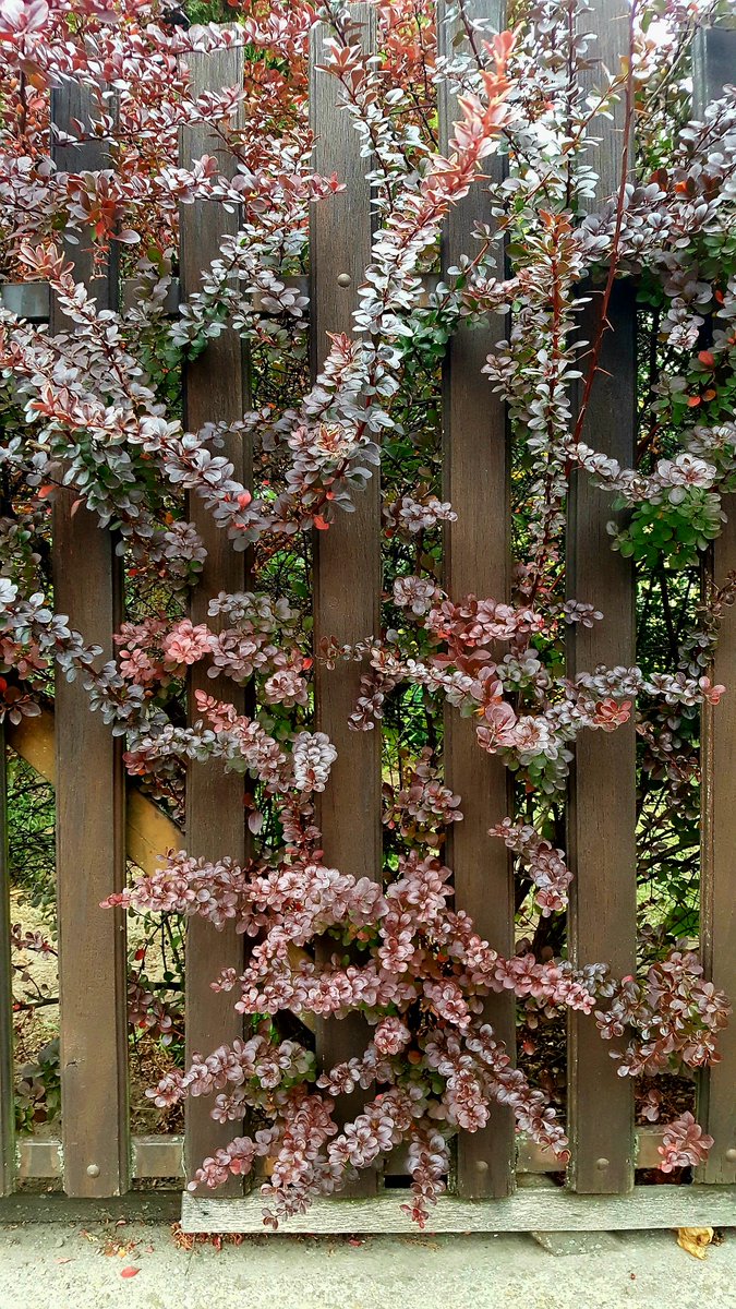 Kovet_o_49's tweet photo. Kerítés fotó, most..., de annyira szép.💐
Kellemes délutánt!
#Happyafternon 
#Flowers 
#streetflower https://t.co/cttWItkDvu