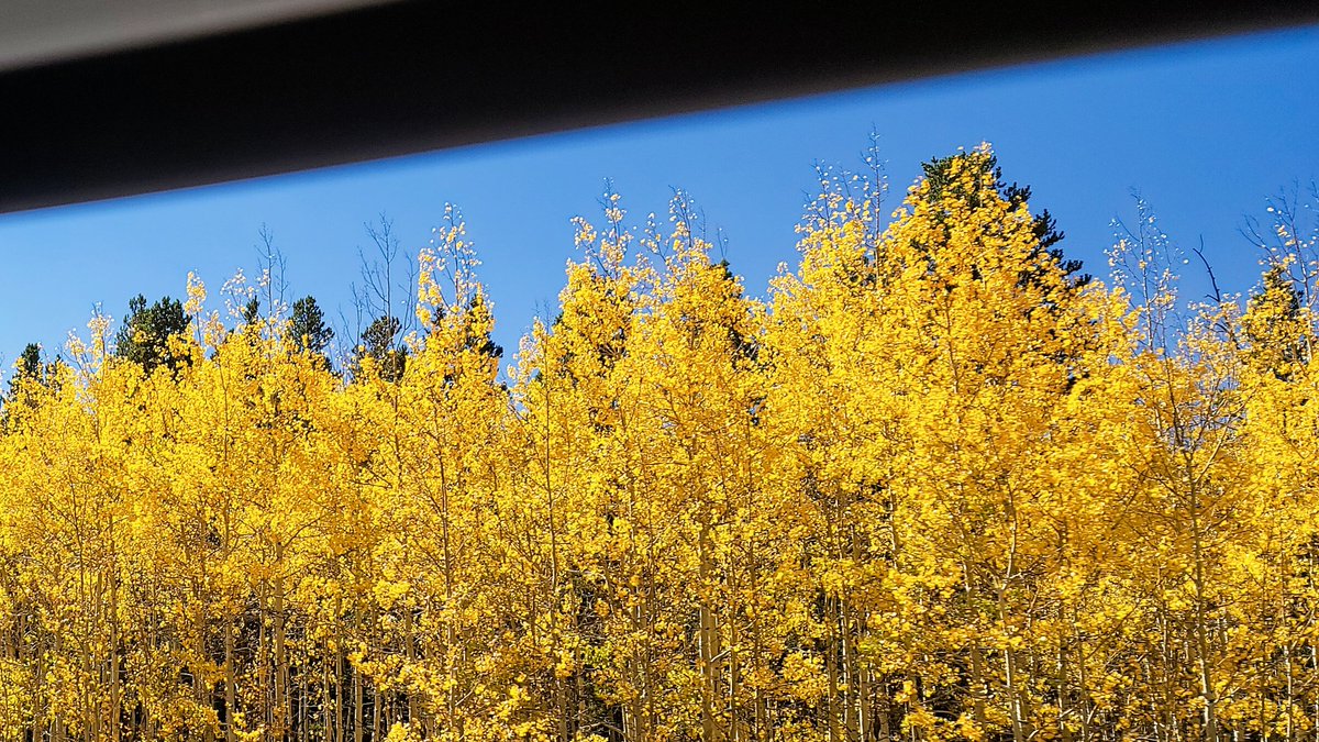 SindyDoll4's tweet photo. #Fall #Colorado #GuenellaPass #Fairplay #LeafPeeping #autumn #ColoradoGold  #RockyMountains https://t.co/AD3jkTMjKs