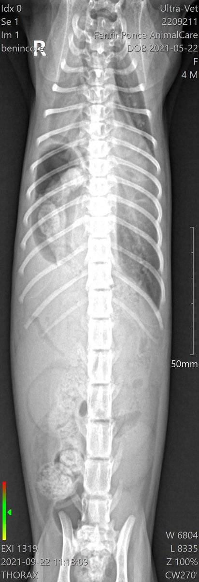 Audrevil_Art's tweet photo. Muy buenas, vengo a informar de Comisiones urgentes 

Mi gata recién adoptada Fenrir llego con complicaciones respiratorias 

Aparentemente antes de ser adoptada sufrio un golpe que hizo que su musculo abdominal que causo que sus viseras salieran de su lugar y ahora obstruyen + https://t.co/BGYvserle8