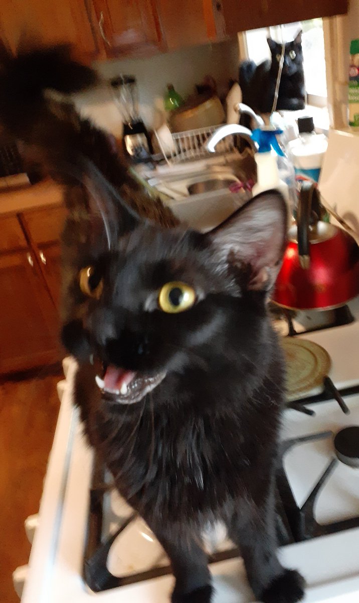 thestraybabes's tweet photo. #ninja #CatsOfTwitter #cats #catsofinstagram #CatsOnTwitter #wednesdaythought #furry #animallover 

Ninja demanding treats first thing in the morning lol! I love this girl's sassy attitude. https://t.co/wDPLFTFPN1