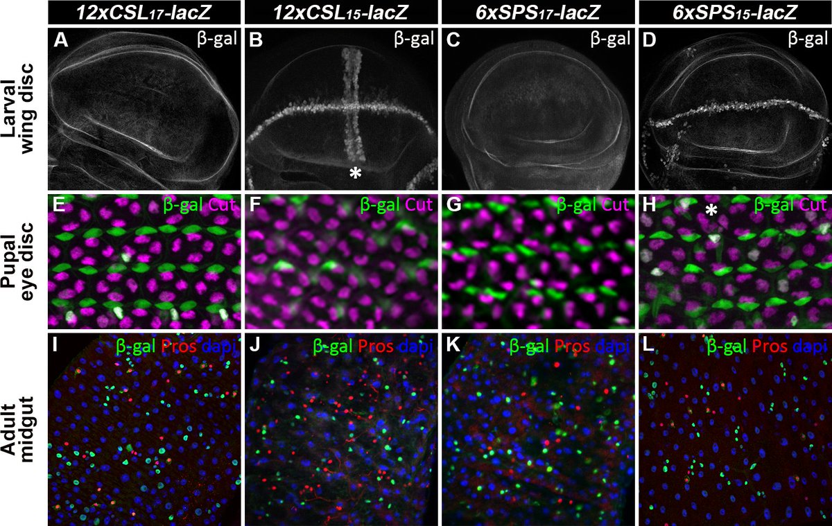 CincyInformatix's tweet photo. Enhancers with cooperative Notch binding sites are more resistant to regulation by the Hairless co-repressor

New in @PLOSGenetics w/Matt Weirauch @CincyChildrens @UCHealthNews: https://t.co/P8XcC3QEDW

#DNAbinding #CellSignaling #GeneExpression https://t.co/lWYdrfGMAj