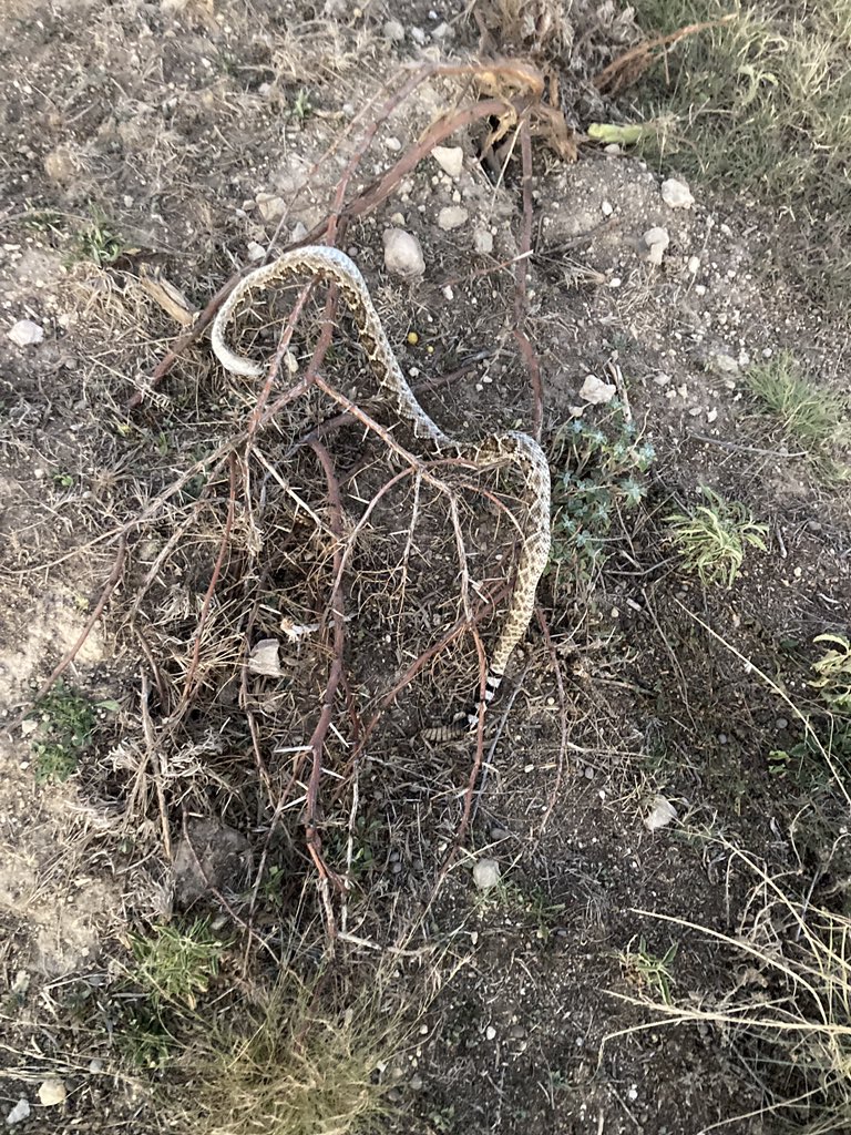motreadwell's tweet photo. On Sunday, there was this. And on Tuesday there was that. The neighbor also informed me that he found one in the cab of his dozer on Tuesday too. #theymoving #sonotafan #rangelands https://t.co/svJVegelk7