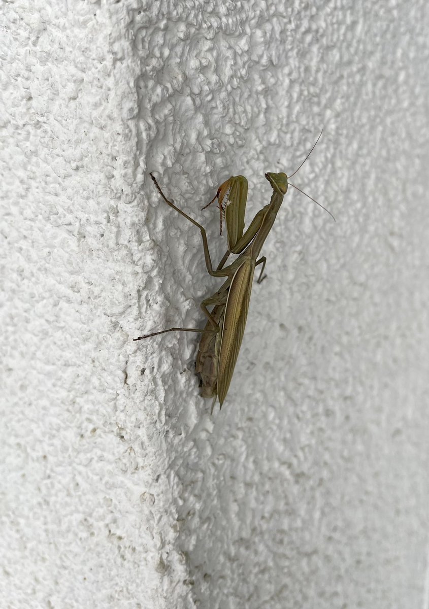 Grumpy_Bull_G's tweet photo. What a nice mantis I found https://t.co/PulfAj3gov