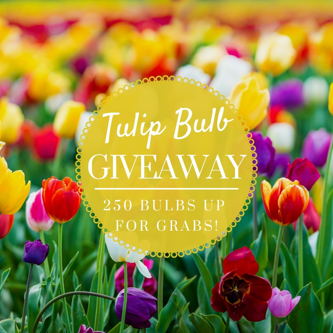 suttons_seeds's tweet photo. #Win Suttons Tulip Bulbs!๐ท
Enter: https://t.co/pSbQYIlS9E
๐ 250 bulbs up for grabs!
๐ 5 lucky winners!
๐ NEW collection for 2021!
Closes 18/10.
#Competition #CompetitionTime #Gardening #SuttonsTulipBulbComp #WinItWednesday https://t.co/3vIjEbBIgH