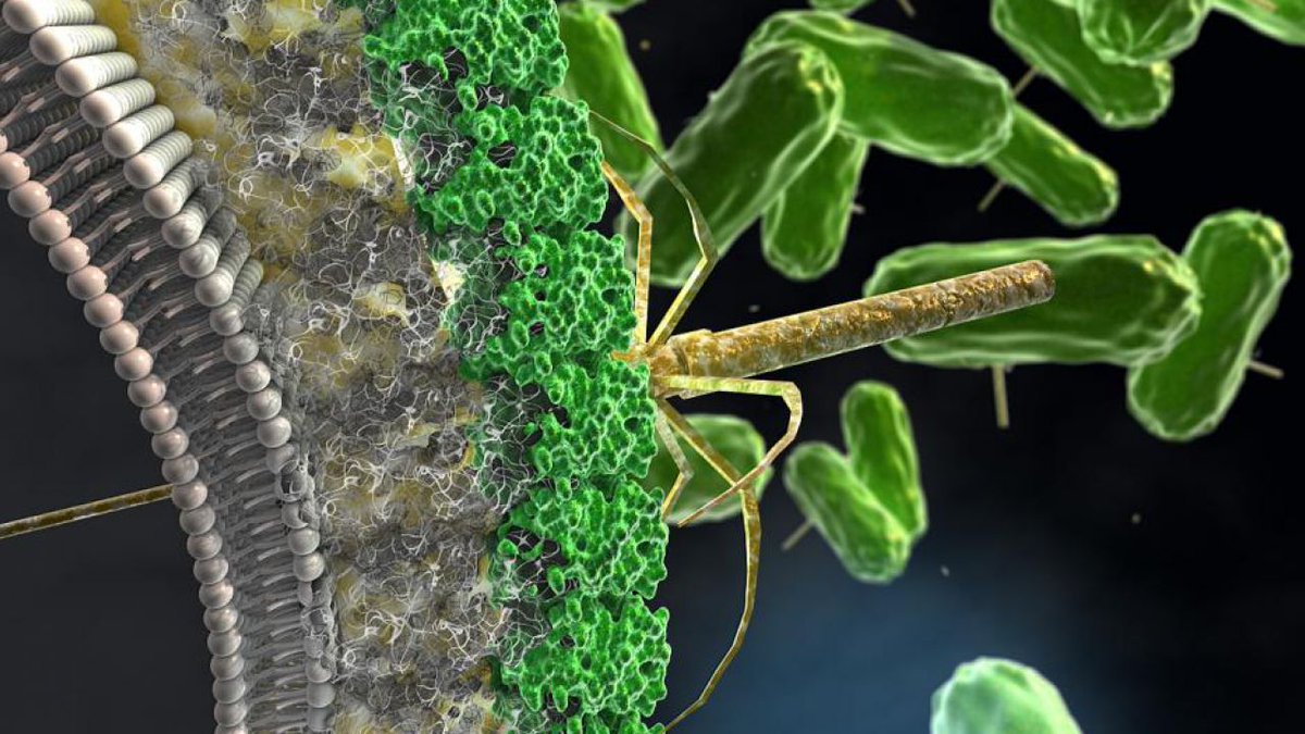 Molecular Microbiology: Biochemistry to Disease is part of the School of Biosciences in <a href="/ScienceShef/">Science at Sheffield</a>. We are trying to understand how microbes live, die, interact with hosts &amp; cause disease.