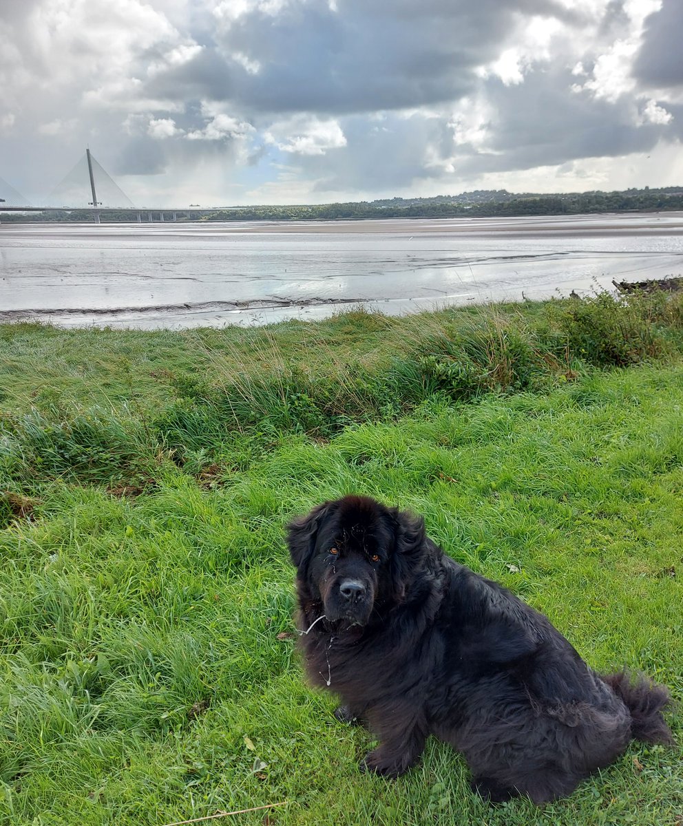 burrowingbolt's tweet photo. It's a wild and windy day on the banks of the river #mersey so wild in fact that Koko's drool got rather windswept 🤣🤤🦉🐕🥰😘 #drool #slobberchops #windy #therapydog #dogsoftwitter https://t.co/nxu3bkgUeE