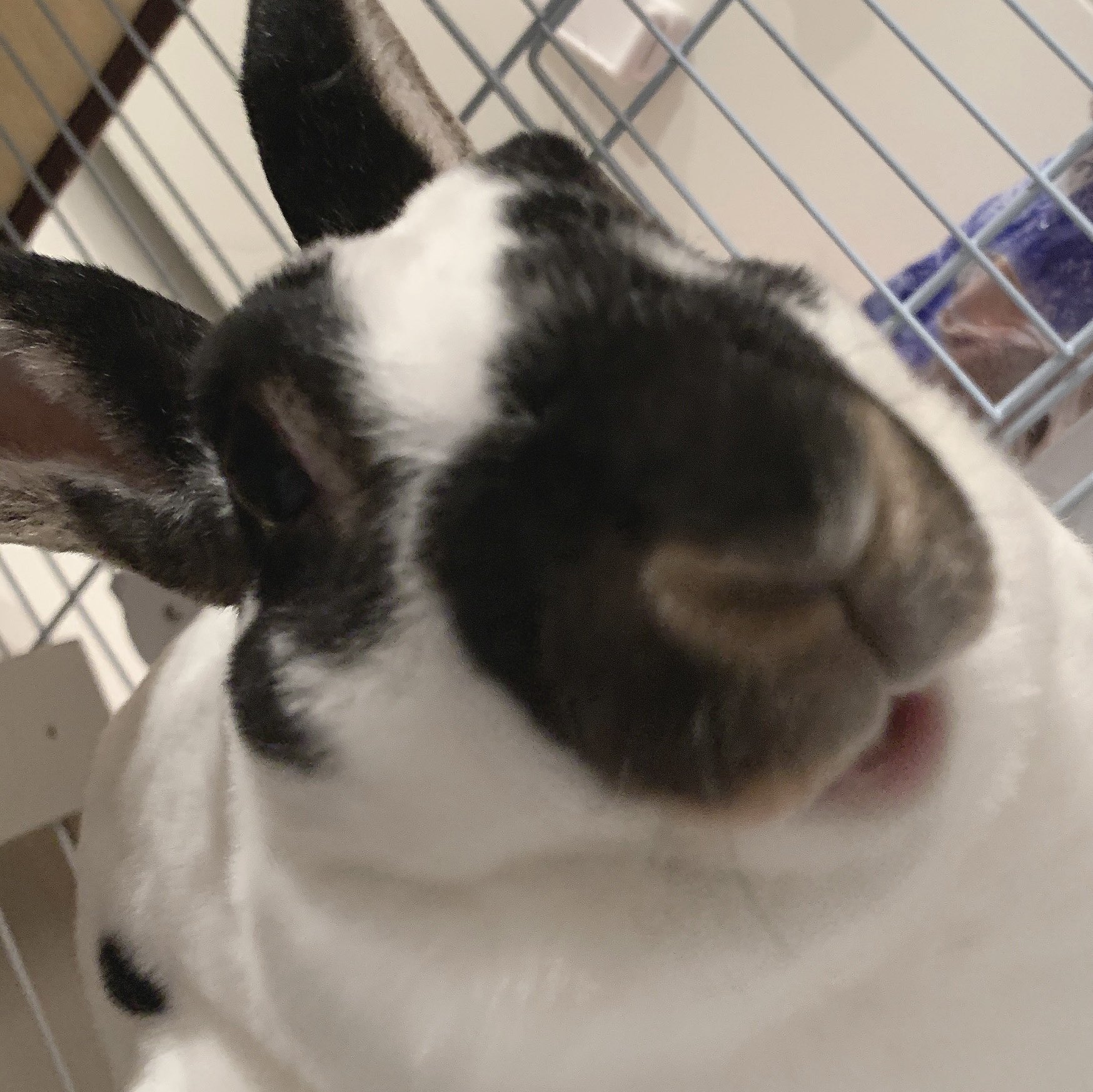 もみじとみう🐰🍁🤎 (@momiji__1102) / X