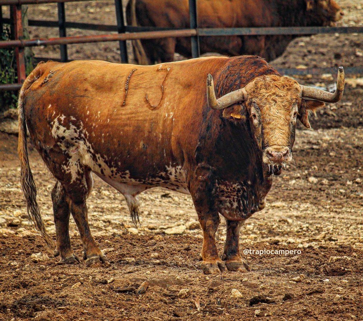"ACUSÓN" TORO DE BONITA CAMADA TENIA ESTE AÑO LA GANADERIA TORRESTRELLA QUE AL MENOS VEREMOS EN LAS CALLES DE ALBUIXECH 
<a href="/Acampoabierto1/">Acampoabierto</a> 
#torrestrella #acampoabierto #alvarodomecq #albuixech #valencia #bous #bousalcarrer #campobravo