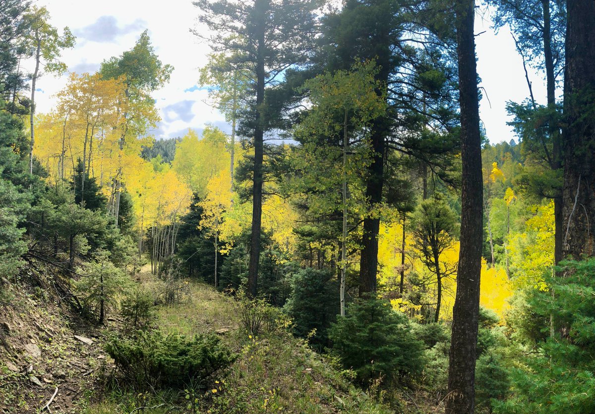 CarsonNF's tweet photo. The seasons are changing and the sights, sounds and feel of fall is all around us. Have you ever wondered why the leaves change?? Learn why and check out an experiment to try at home or in your classroom at https://t.co/RaC5nEVaT4....
#FallColors #CarsonNF https://t.co/S1aQr90kQv