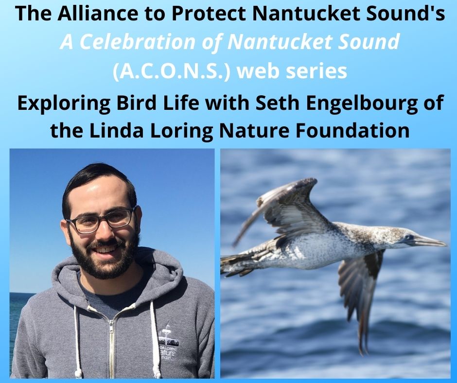 Come birding with us tomorrow night at 6pm! We'll be exploring the bird life of #NantucketSound in our live ACONS webinar with Seth Engelbourg of the Linda Loring Nature Foundation. Register for free at: tinyurl.com/SOS-Birds

#CapeCod #Birding #Birdwatching #Birds