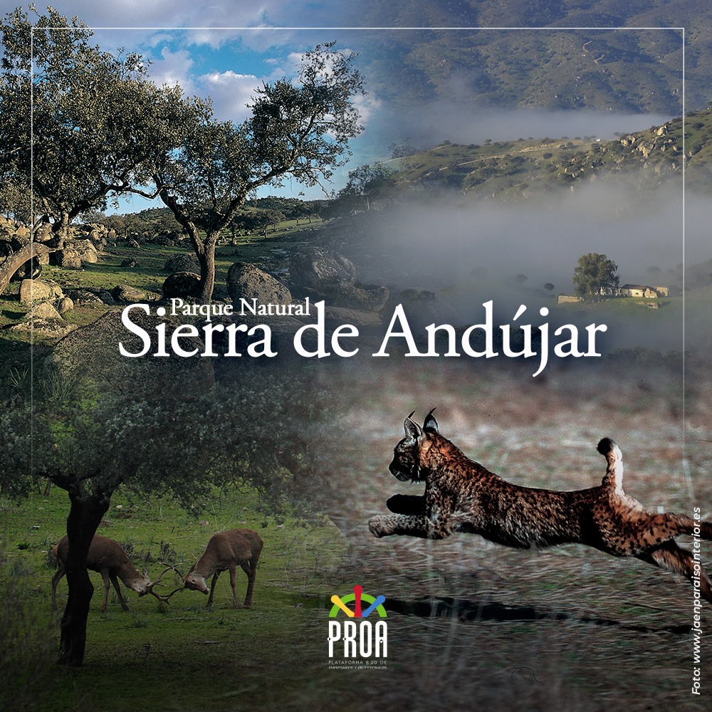 proajaen's tweet photo. PARQUE NATURAL SIERRA DE ANDÚJAR.
Ejemplo de ecosistema mediterráneo, el Parque Natural de Sierra de Andújar se sitúa al noroeste de la provincia, en plena Sierra Morena.
#Andújar #SierradeAndújar #Jaén #Parquenatural #SierraMorena #proajaen https://t.co/gWU8Z7gMbP