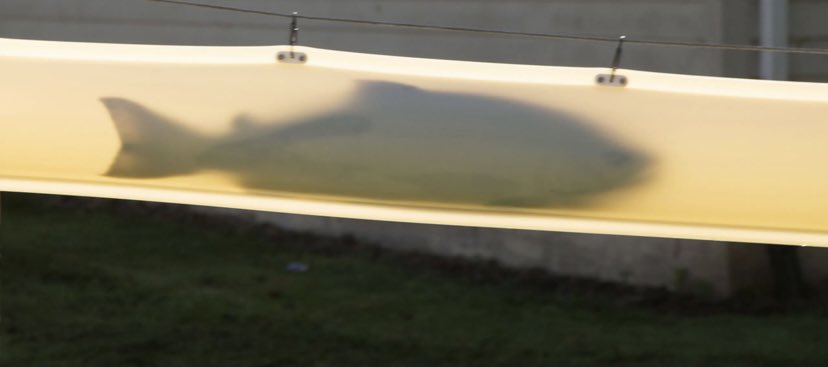 ButtJafei's tweet photo. Let us all lower our heads in prayer as we remember Fish Tube this glorious morning https://t.co/1ikfTSAnA3