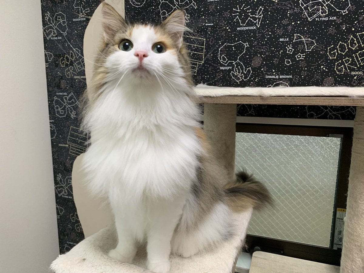 すもぽんの日常 めっこと剥がされた壁紙 猫部 猫 猫好きさんと繋がりたい 猫モフー ミケ愛好会 ノル猫の森 ノルウェージャンフォレストキャット