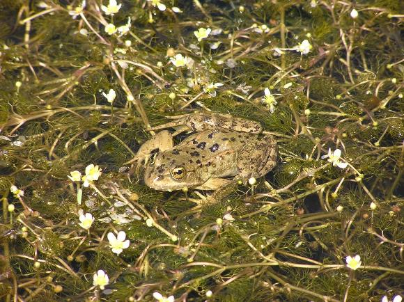 NC_CASC's tweet photo. A new NC CASC-funded project, led by PI Amanda Kissel, on management decisions for amphibians is fully open! Read more: https://t.co/nD2xuu1CbL https://t.co/y44qrDLqQl