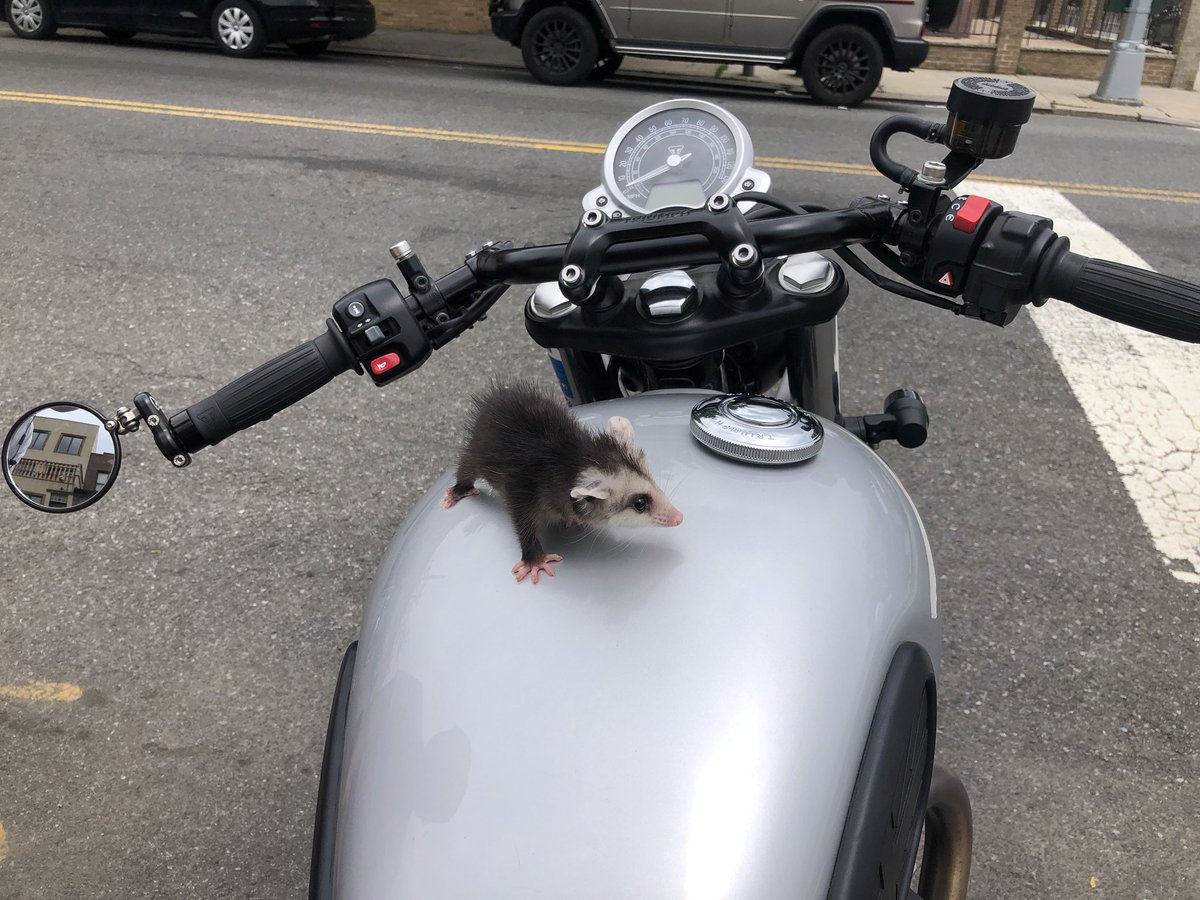 Possumeveryhour.io (@possumeveryhour) on Twitter photo 