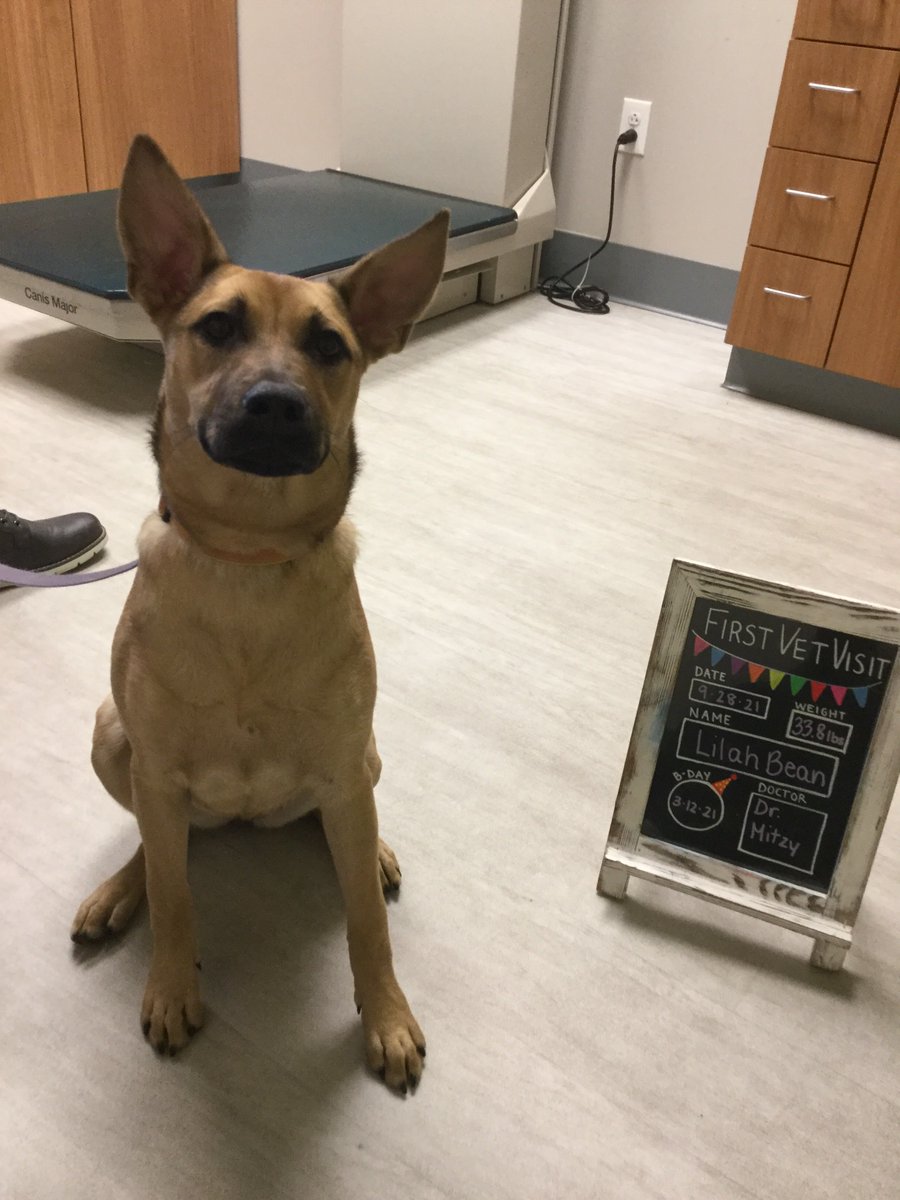 BartelsBusack's tweet photo. Happy Wet Nose Wednesday! #FirstVetVisits #Enzo #Magen #Sheriff #LilahBean #Bear #BraveKids https://t.co/0Jodz8imF3
