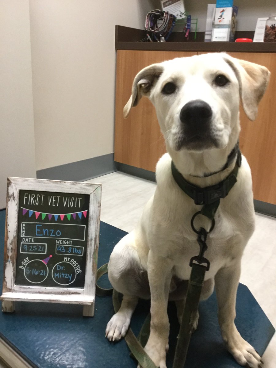 BartelsBusack's tweet photo. Happy Wet Nose Wednesday! #FirstVetVisits #Enzo #Magen #Sheriff #LilahBean #Bear #BraveKids https://t.co/0Jodz8imF3
