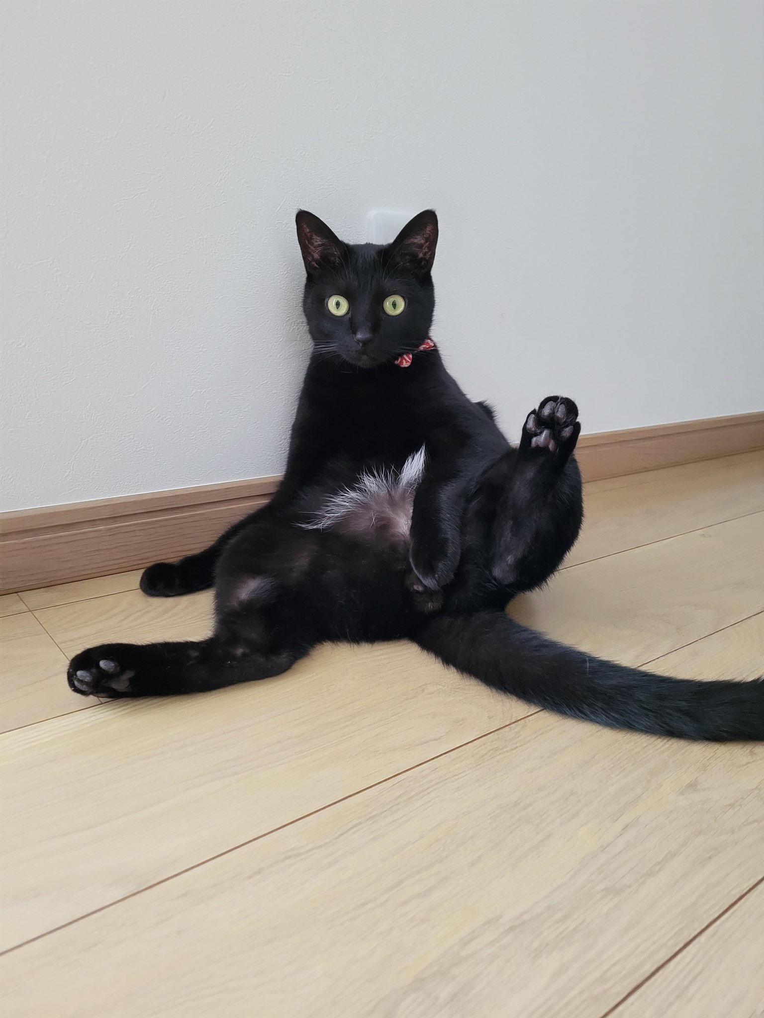 仔猫を拾ったので 1260日目 ﾃｨﾁｬヤ ティチャラ とついに黒猫の名前 を呼んだ２歳児 コツを掴んだのか ﾃｨﾁｬﾔ ﾃｨﾁｬﾔー と連呼しまくるのを黒猫は目を丸くして見ていたが そのうち ﾃｨﾁｬン になり結局いつもの呼び方である ﾃｨﾁｬｱ に戻っ