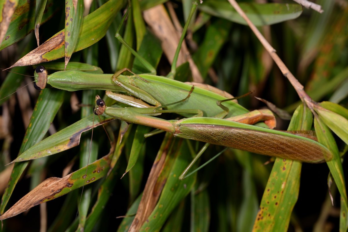 sabikikori5's tweet photo. 交尾中の #オオカマキリ。
メスが動くとオスは身をすくめる。
#Tenodera aridifolia #Mantidae #Mantodea https://t.co/61miSoRncV