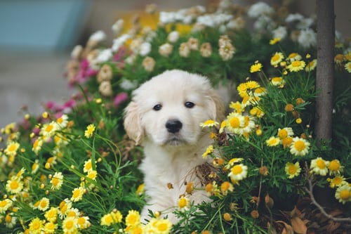 Moginie James (@moginiejamesuk) on Twitter photo Just because everybody likes a picture of a puppy....right? Just because everybody likes a picture of a puppy....right?