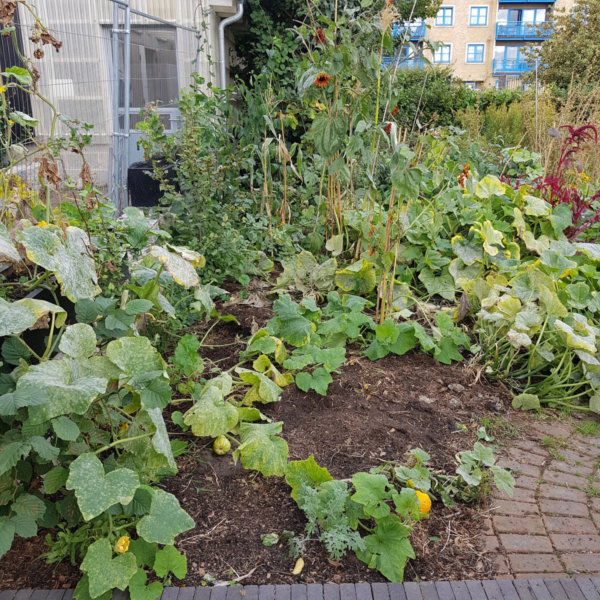 SDFGreenMentor's tweet photo. As the seasons change we are starting to take out the last of the beans and sweetcorn plants in the River Garden - check out that Squash. This is looked after by our Gardening for Wellbeing group @SouthwarkHub Rocket and basil were also harvested to take home #mentalhealth 🌱🥗 https://t.co/qx5CbFUBP2