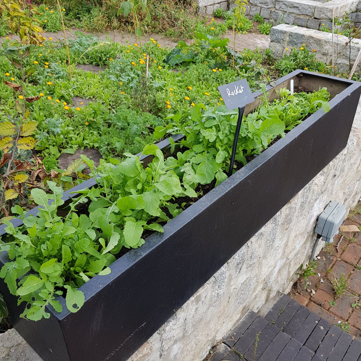 SDFGreenMentor's tweet photo. As the seasons change we are starting to take out the last of the beans and sweetcorn plants in the River Garden - check out that Squash. This is looked after by our Gardening for Wellbeing group @SouthwarkHub Rocket and basil were also harvested to take home #mentalhealth 🌱🥗 https://t.co/qx5CbFUBP2