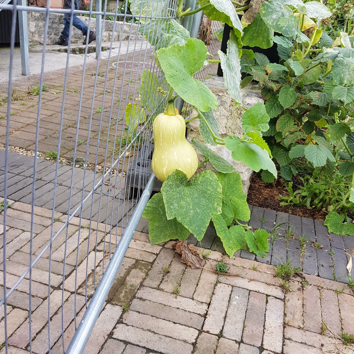 SDFGreenMentor's tweet photo. As the seasons change we are starting to take out the last of the beans and sweetcorn plants in the River Garden - check out that Squash. This is looked after by our Gardening for Wellbeing group @SouthwarkHub Rocket and basil were also harvested to take home #mentalhealth 🌱🥗 https://t.co/qx5CbFUBP2