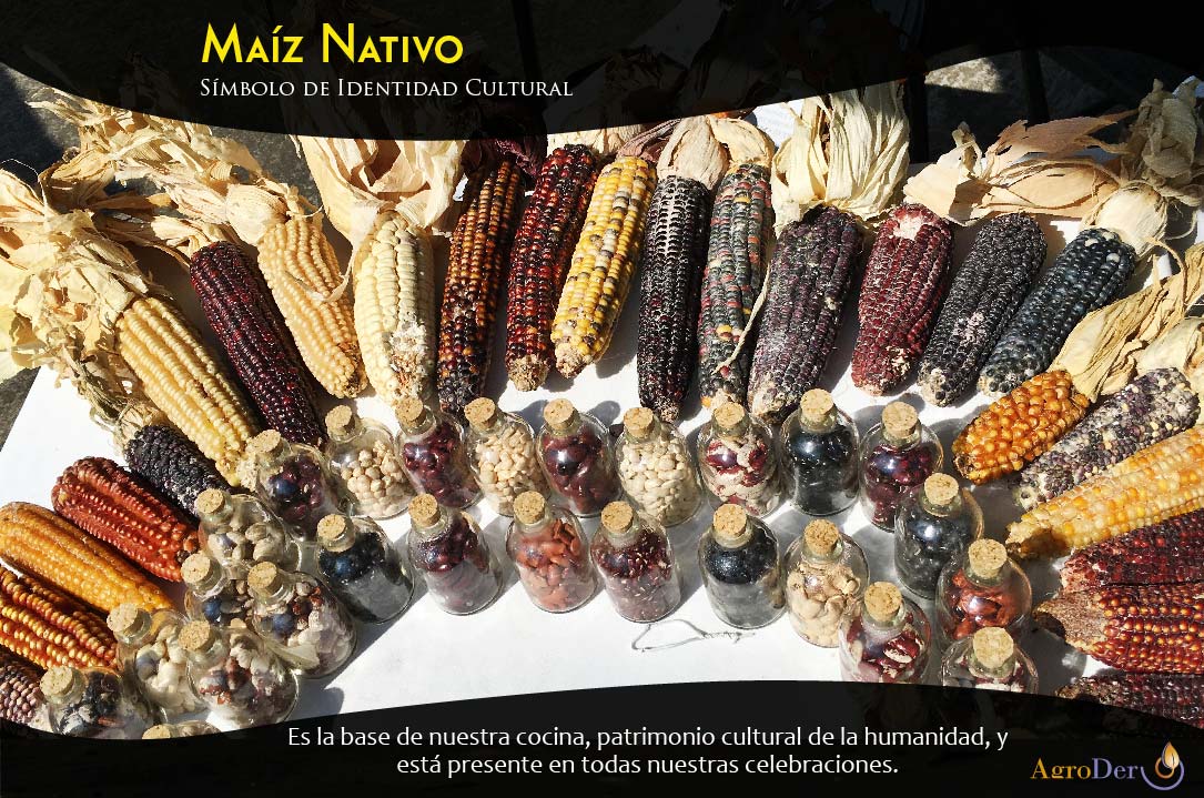 El #MaízNativo ES la versión original.
🌽

También es símbolo de lucha campesina y #SeguridadAlimentaria, orgullo de la #Biodiversidad y #Cultura del #CampoMexicano.

 #DíaDelMaíz 🌽