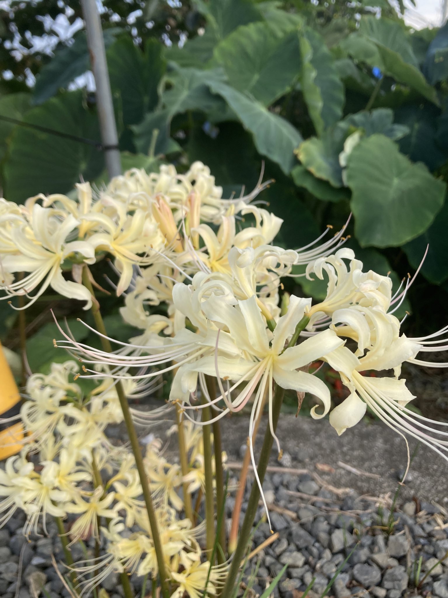 会いたい人たち Twitter Search Twitter