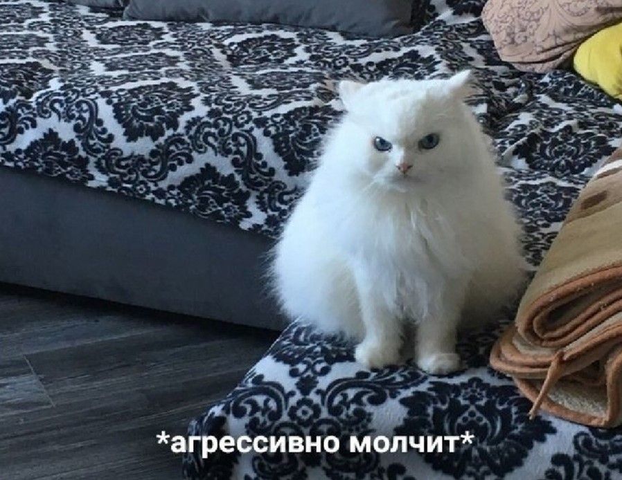 drunktwi's tweet photo. - Иногда я предпочитаю просто токсично промолчать. 
- Может, тактично? 
- Может. https://t.co/rnbS4Yrkof