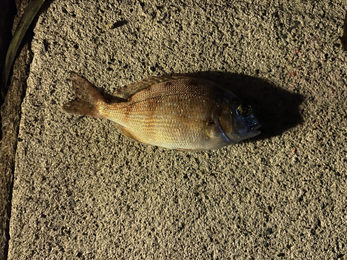 TF_Angler's tweet photo. (´・ω・`)なにこれ？ https://t.co/FM6YhslK6W