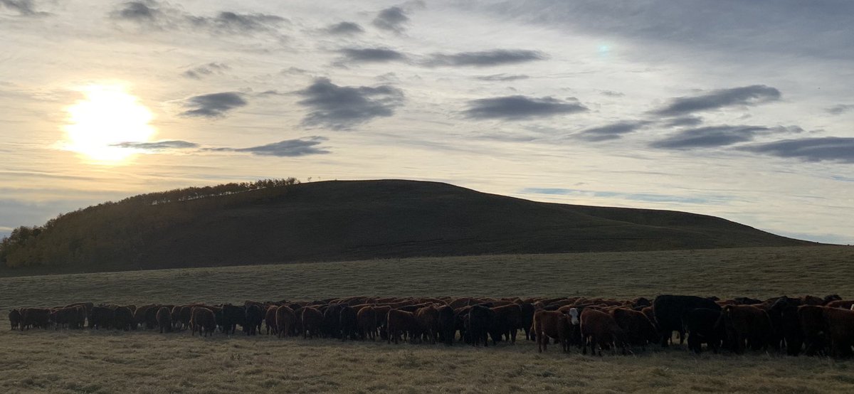 Wean early for drought management…feed early for photo ops…<a href="/KenSchaus/">Ken Schaus 🇨🇦</a> thank you for your support..good Alberta ranch calves coming your way in November.