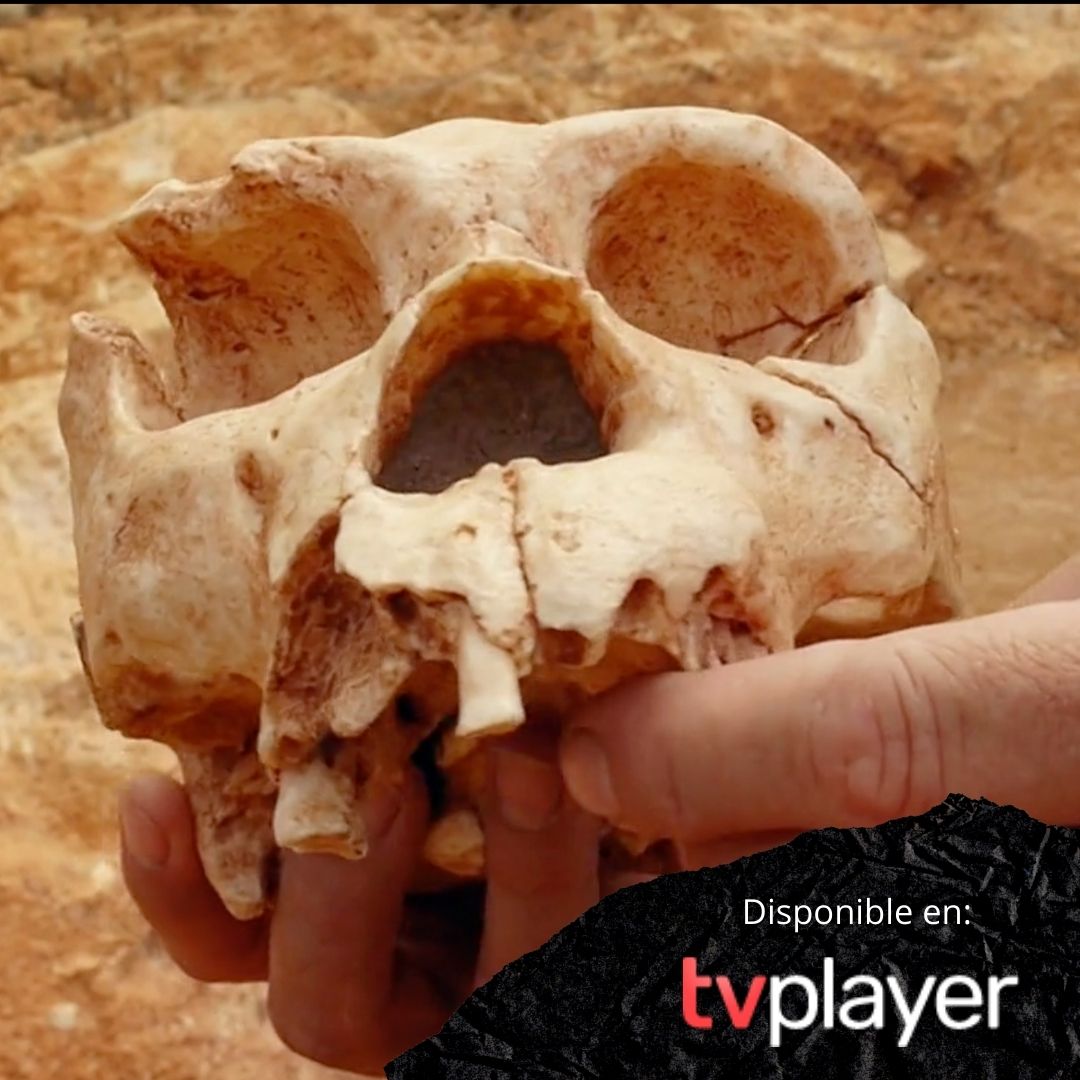 ¿Sabes cual es el origen de los europeos? 

¡Adéntrate en esta increíble búsqueda con el experto arqueólogo y geólogo Eudald Carbonell!  

COMIENZA AHORA  tvplayer.com
#Documentales #amantedelosdocumentales #Tv #OnDemand #europeo #primereuropeo #documental #arqueologia