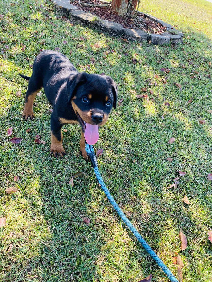 Gotta brag on my baby genetics! 🐶
#rottweiler #dogsofinstagram #dog #rottie #rottweilersofinstagram #rottweilers #dogs #rottweilerpuppy #puppy #instagram #rottweilerlove #of #rottiesofinstagram #pitbull #doberman #dogstagram #rottielove #puppiesofinstagram #love #puppylove