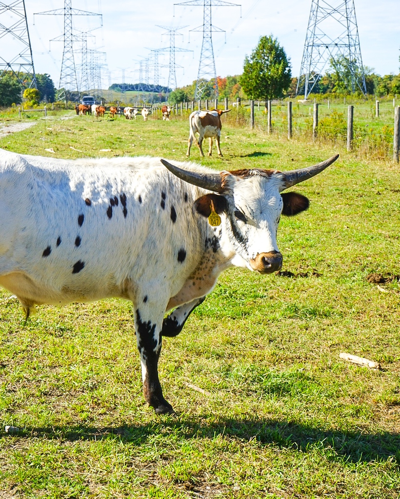 Yesterday, we had the pleasure of visiting @4thlinecattleco for a tour of their incredible farm. 4th Line Cattle Co is where we source all of our delicious beef so an opportunity to get up close with these majestic animals was something we couldn't pass up!
