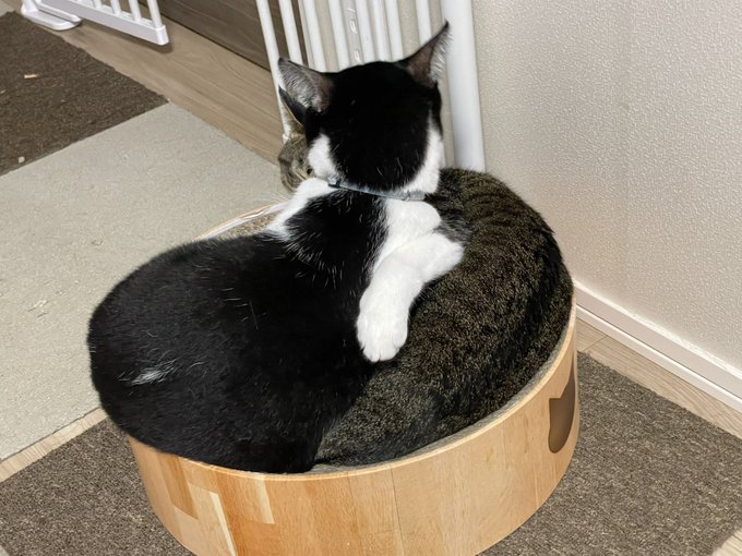 筋肉猫のTwitterイラスト検索結果。