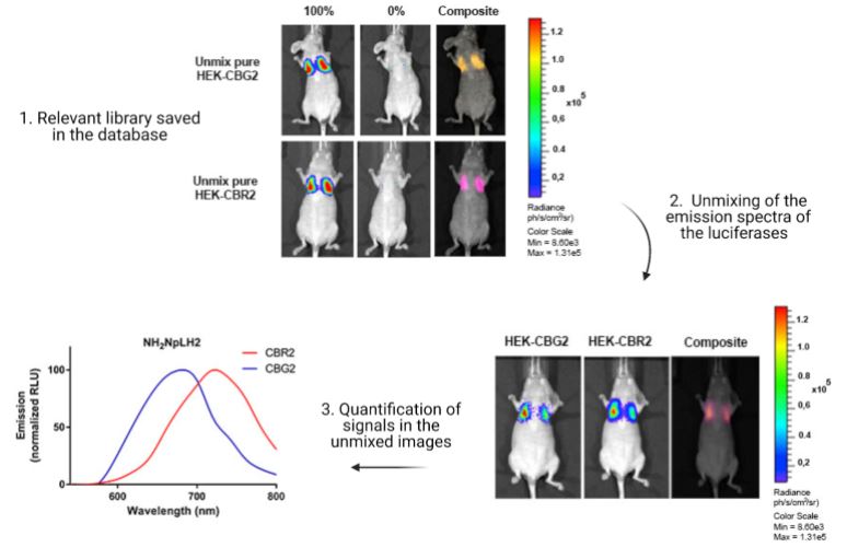 CancerNemi's tweet photo. Near-infrared bioluminescence imaging of two cell populations in living mice

Giorgia Zambito &amp; Laura Mezzanotte

|STAR Protocols|

https://t.co/F67RrZtxAZ

#H2020 #MSCA #cancerproject https://t.co/jMYI4DVNu8