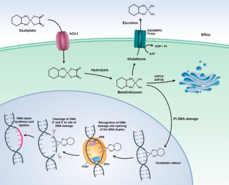 CancerNemi's tweet photo. Nanocarriers as a Tool for the Treatment of Colorectal Cancer

Ana Luiza C. de S. L. Oliveira et al.

|Pharmaceutics|

https://t.co/sLOZww5TDE

#H2020 #MSCA #cancerproject https://t.co/XOYuOTS3n8