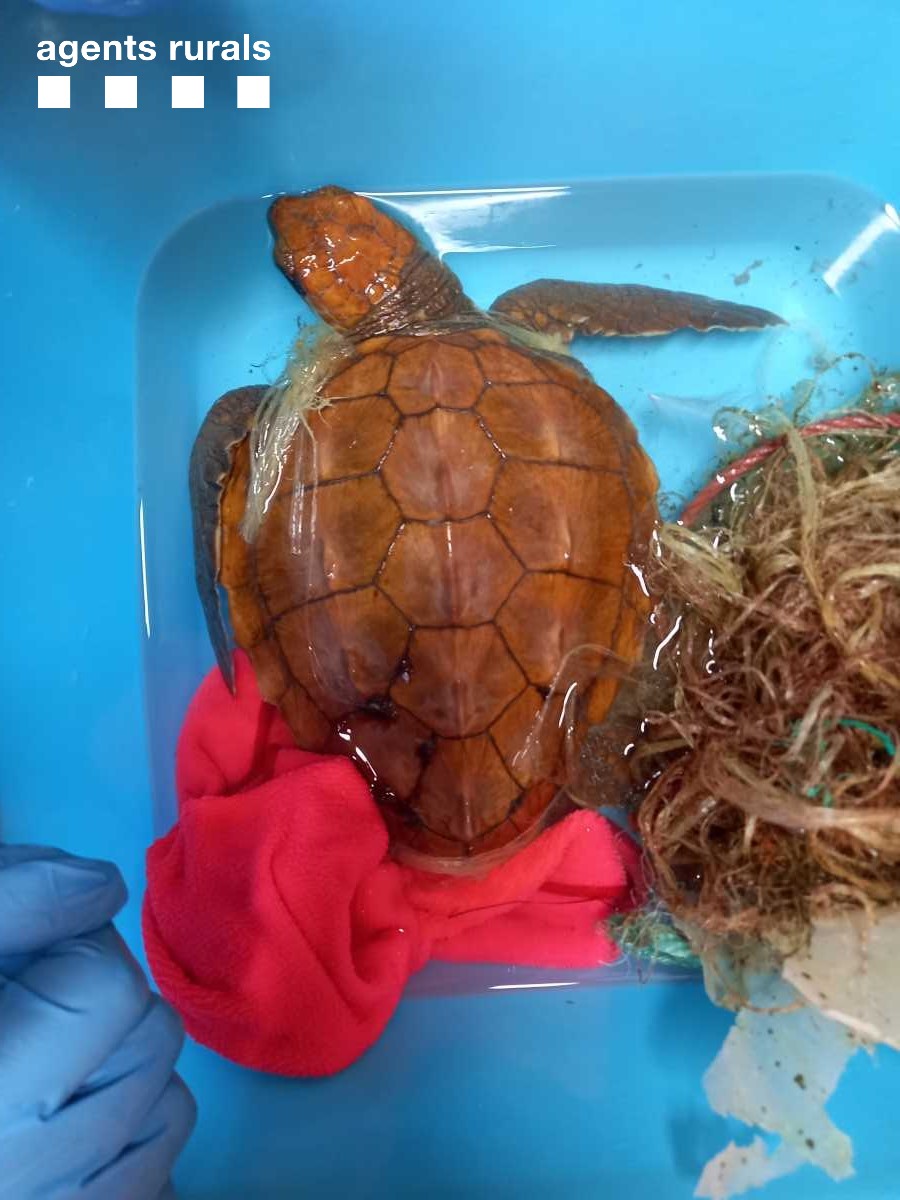agentsruralscat's tweet photo. ❗Llençar deixalles al mar té conseqüències. Les darreres setmanes a la costa del Tarragonès s'han trobat 2️⃣ tortugues babaues (Caretta caretta) enredades amb cordes, xarxes i altres restes.

Les hem netejat i dut a @crampress perquè es recuperin

✔️Cuidem el medi natural https://t.co/lmYmd0REaQ