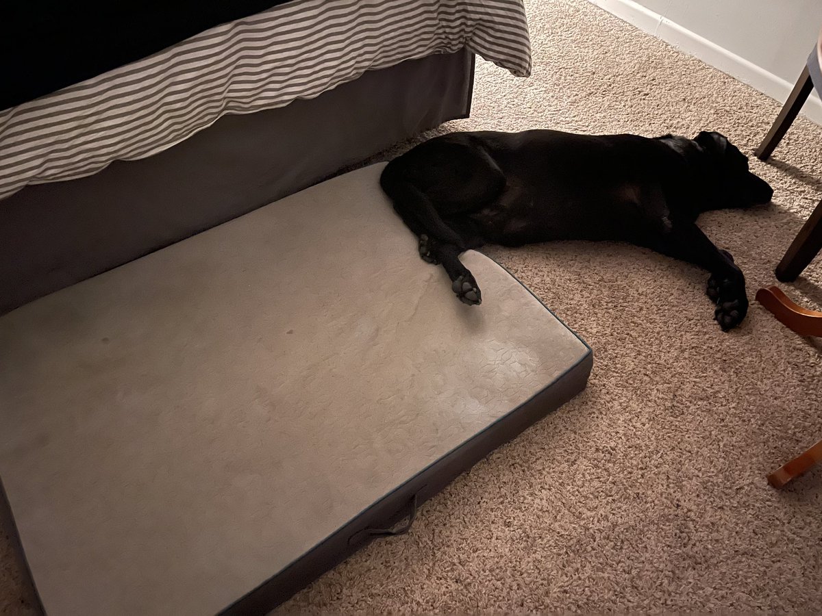 So glad I bought this massive dog bed.