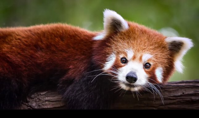 maskedsingerso1's tweet photo. This contestant is might look like a Fox 🦊 to or even a bear 🐻 , it’s the Red Panda. #teamredpanda #maskedsingersocialmediaediton #season5 #elevatedseason #wildcardcontestant https://t.co/5S8UmQ7e5f