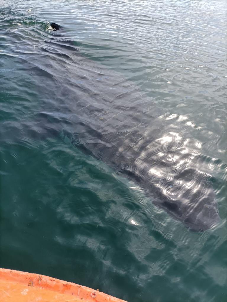 PuertoACoruna's tweet photo. 🦈 Singular visita a #PuntaLangosteira
➡️ A primera hora de esta tarde se detectó en el interior de la dársena la presencia de un tiburón de unos 5m. de largo, que abandonó el #puerto a los pocos minutos. La Autoridad Portuaria comunicó el hecho al Seprona y Salvamento Marítimo https://t.co/TDnSuBbfBT
