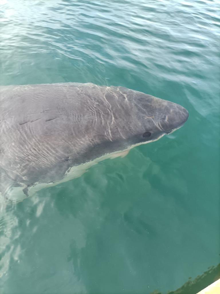 PuertoACoruna's tweet photo. 🦈 Singular visita a #PuntaLangosteira
➡️ A primera hora de esta tarde se detectó en el interior de la dársena la presencia de un tiburón de unos 5m. de largo, que abandonó el #puerto a los pocos minutos. La Autoridad Portuaria comunicó el hecho al Seprona y Salvamento Marítimo https://t.co/TDnSuBbfBT