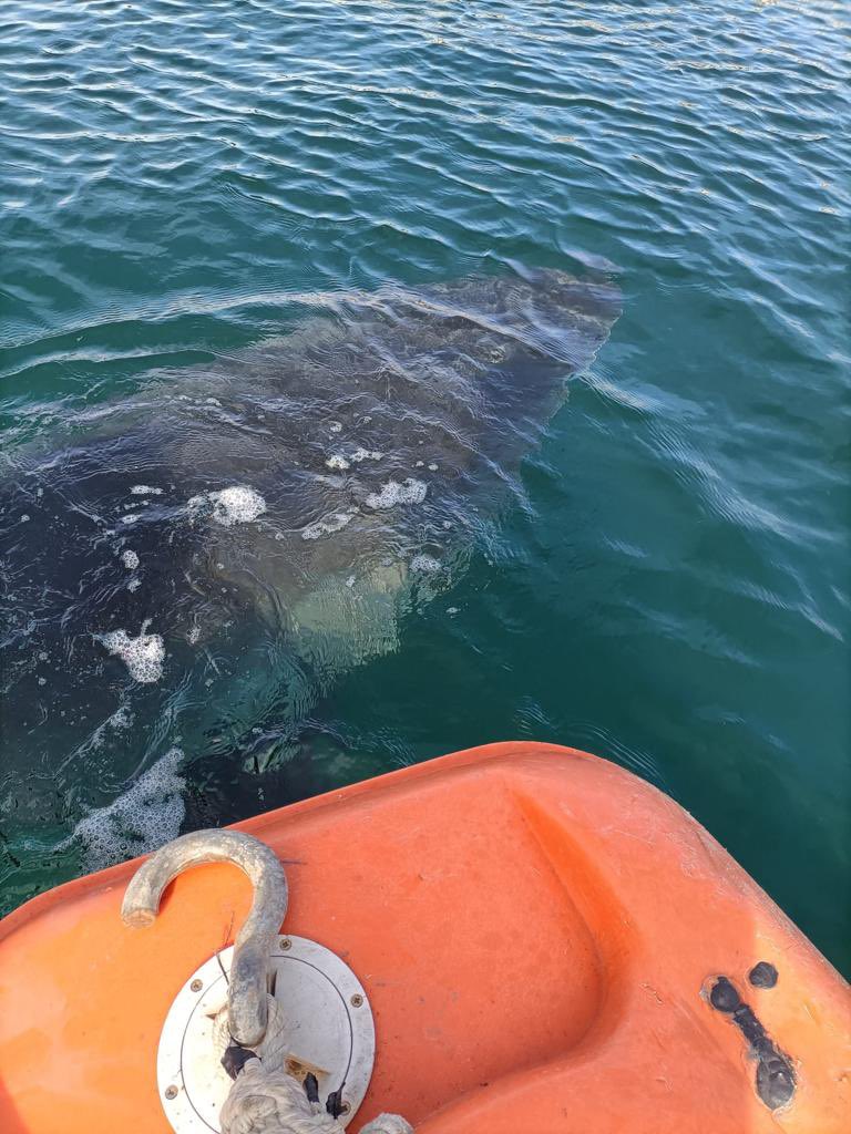 🦈 Singular visita a #PuntaLangosteira
➡️ A primera hora de esta tarde se detectó en el interior de la dársena la presencia de un tiburón de unos 5m. de largo, que abandonó el #puerto a los pocos minutos. La Autoridad Portuaria comunicó el hecho al Seprona y Salvamento Marítimo